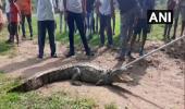 Crocodiles on Vadodara streets as Vishwamitri swells