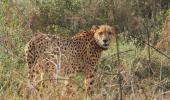 Cheetahs set to roam free in Kuno after a year