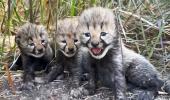 Ambani's Vantara Welcomes 5 Cheetah Cubs