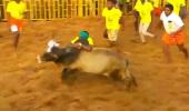 Jallikattu: Can You Tame The Bulls?