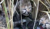 Namibian cheetah 'Jwala' gives birth to 3 cubs in Kuno