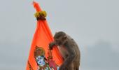 'Hanuman ji himself...': Monkey enters Ram temple