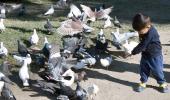 Does long-term exposure to pigeons pose health risks?