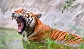 Tiger Deaths Decline By 29 Percent