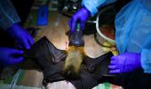 A Breakthrough In Nipah Virus Research