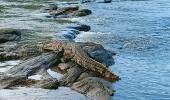 K'taka: Mom throws son into crocodile-infested river