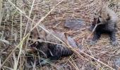2 cheetah cubs found dead at Kuno, cause unknown