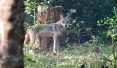 Child killed as wolf attacks continue in UP's Bahraich