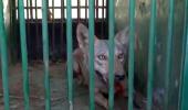 Op Bhediya: 5th man-eater wolf captured in UP, 1 left