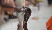 Wife, lover murder man in UP, attempt snakebite cover-up