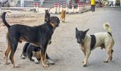 Days after SC's order, woman mauled to death by stray dogs