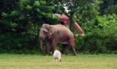 Wild Elephant Dies After Eating Explosives In Odisha