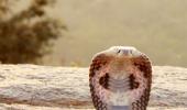 Deadliest Snakes In India