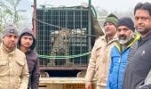 Man Killed in Leopard Attack in Indian Village; Authorities Order Capture