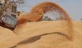 Hair loss outbreak in Maha village linked to wheat?