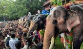 3 dead in stampede as elephants panic at Kerala temple