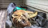 Kerala tiger dead, remains of woman found in stomach