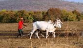 479 farmers die by suicide in Mar, April alone in Maha!