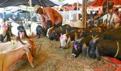 Delhi govt bans illegal animal sacrifice, social media sharing on Eid