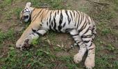Tigress, 4 cubs found dead in K'taka; govt orders probe