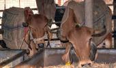 Cow vigilantes beat up 2 men, throw them in canal; 1 dies
