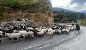 India's First Gene-Edited Sheep Unveiled