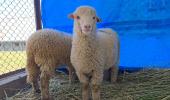 India's First Gene-Edited Sheep Is Here!