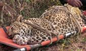 'Man-eater' leopard that killed 3 people shot dead in Pune