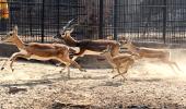Bacterial infection kills 31 blackbucks at Karnataka zoo