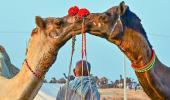 Coming Soon! Pushkar Camel Fair 2025