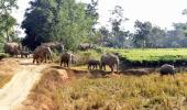 Six killed in wild elephants' attack in Jharkhand