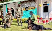 The Army Dogs Who Fought For India