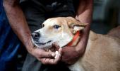 Telangana: 500 strays killed to fulfil poll promises