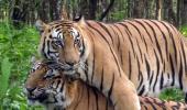 Why 3 Tigers Died In Kaziranga Within A Fortnight