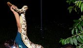 Baby python found in Mumbai Janshatabdi engine cabin