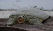 Kaziranga Turtle Conservation Milestone
