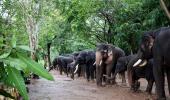 Woman tourist killed during elephants' fight in Karnataka