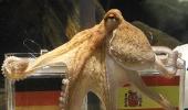 Angry Germans demand killing of octopus Paul