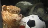 Octopus Paul predicts Spain will win Cup final