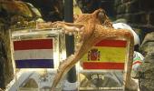 Images: Spain is Octopus Paul's World Cup champion
