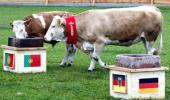 Can bolting bovine replace Germany's oracle octopus?