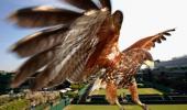 Rufus the hawk clears Wimbledon