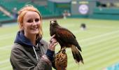 Avian star 'Rufus' patrols the skies during Wimbledon