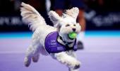 PIX: Fetch! Adorable canines play 'ball dogs' at London tennis event