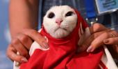 Russia's psychic cat picks home team for World Cup opener