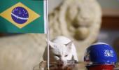 Feline fortune-teller backs Brazil to beat Costa Rica