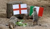 Mystic meerkats predict England will win Euro final