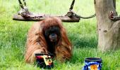 EURO: Oracle orangutan backs Germany to win opener