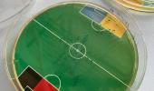 Euro 24: Can E. Coli bacteria predict match results?