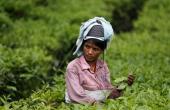 Assam Tea Workers Wage Hike: Rs 30 Increase